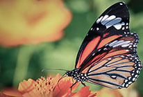 在线短信呼死你