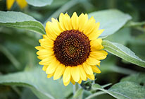 云呼网页版在线轰炸机