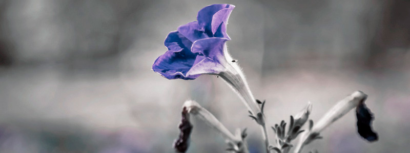 自动化文档的云呼科技