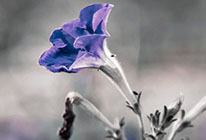 在线短信呼死你